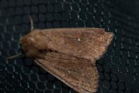 Mythimna albipuncta