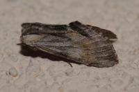 Harpyia milhauseri
