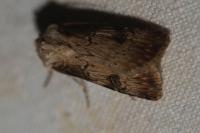 Agrotis puta