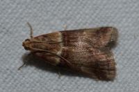 Acrobasis tumidana