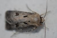 Agrotis exclamationis exclamationis