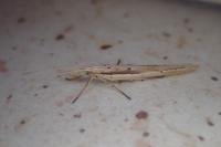 Ypsolopha mucronella