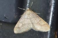 Phigaliohybernia marginaria