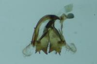 Coleophora striatipennella