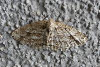Ectropis crepuscularia