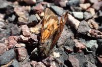 Archiearis parthenias