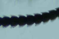 Archiearis parthenias