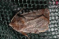 Cerastis rubricosa