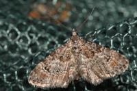 Gymnoscelis rufifasciata