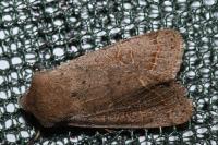 Orthosia cerasi