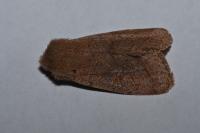 Orthosia cerasi