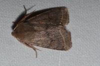 Orthosia cerasi