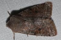 Orthosia incerta