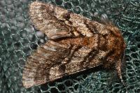 Lycia hirtaria
