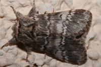 Drymonia ruficornis