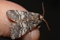 Drymonia ruficornis