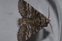 Drymonia ruficornis