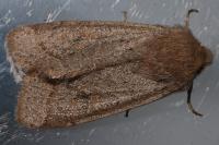 Orthosia cerasi