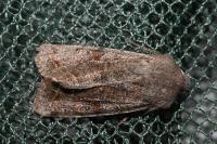 Orthosia incerta