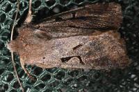 Orthosia gothica
