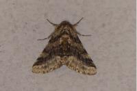 Lycia hirtaria