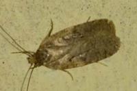 Agonopterix heracliana