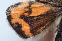 Archiearis parthenias