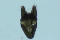 Cauchas rufimitrella