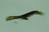Cauchas rufimitrella