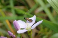 Cauchas rufimitrella