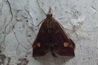 Pyrausta aurata