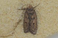 Hofmannophila pseudospretella