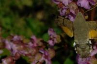 Macroglossum stellatarum