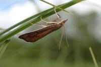 Nascia cilialis