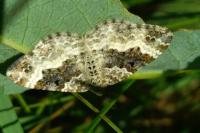 Epirrhoe alternata