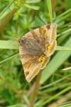 Euclidia glyphica
