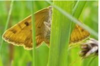 Euclidia glyphica