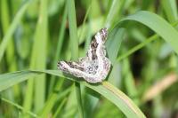 Epirrhoe alternata