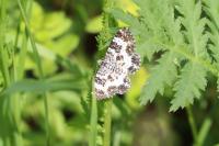 Epirrhoe tristata