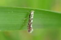 Phyllonorycter geniculella