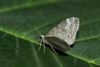 Perizoma hydrata