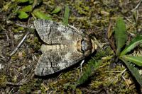 Cossus cossus