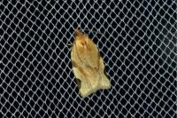 Paramesia gnomana