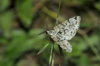 Fagivorina arenaria
