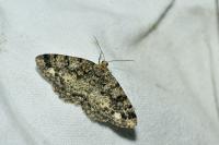 Parectropis similaria