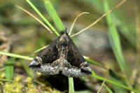 Hypena crassalis