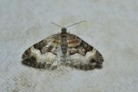 Xanthorhoe biriviata