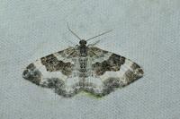 Epirrhoe rivata