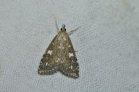 Udea olivalis