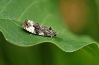 Apotomis sororculana